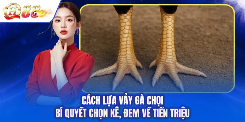 Cách Lựa Vảy Gà Chọi - Bí Quyết Chọn Kê, Đem Về Tiền Triệu