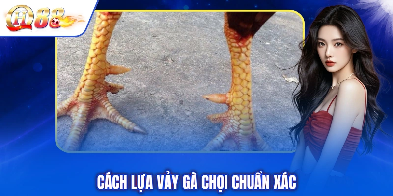 Cách lựa vảy gà chọi chuẩn xác