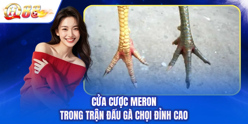 Cửa cược Meron trong trận đấu gà chọi đỉnh cao