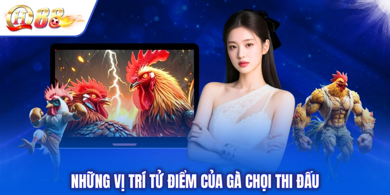 Những vị trí tử điểm của gà chọi thi đấu