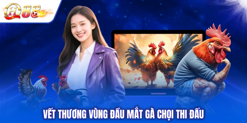 Vết thương vùng đầu mắt gà chọi thi đấu